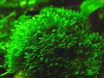 Bilde Akvarium Planter Fissidens Splachnobryoides moser, grønn