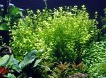 fotografie Akvarijní Rostliny Dětské Slzy (Lindernia rotundifolia), Zelená