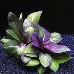 снимка Аквариум растения Кардинал Цвете, Червено Лобелия (Lobelia cardinalis), Пурпурен