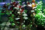 Foto Akvarij Biljke Ludwigia Palustris, crvena