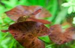 照 鱼缸植物 虎莲 (Nymphaea lotus), 褐色