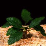  Anubias Coffeefolia  Foto