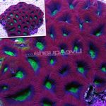Foto Akvaarium Goniastrea, purpurne