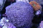 Blumentopf Korallen