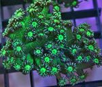 სურათი აკვარიუმი Flowerpot Coral (Goniopora), მწვანე