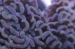 fotografie Acvariu Ciocan Coral (Lanterna Coral, Frogspawn Coral) (Euphyllia), maro