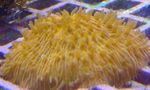 Photo Aquarium Plate Coral (Mushroom Coral) (Fungia), yellow