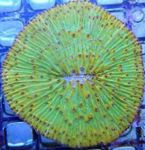 Foto Aquarium Platte Koralle (Pilzkoralle) (Fungia), grün