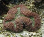 Gelobde Brain Coral (Open Brain Coral) foto en zorg