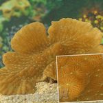 Foto Aquarium Merulina Korallen, gelb