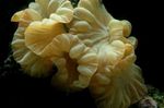 Lisica Koral (Greben Coral, Jasmin Coral) fotografija in nega