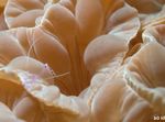 Refur Kórall (Hálsinum Coral, Jasmine Coral)