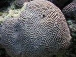 Platygyra珊瑚 照 和 关怀
