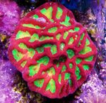 Platygyra Coral foto e cuidado