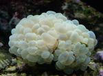 Bublina Coral   fotografie