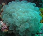 fénykép Akvárium Buborék Korall (Plerogyra), világoskék