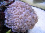 Photo Aquarium Bulle Corail (Plerogyra), rose