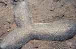 Foto Akvārijs Mēle Koraļļu (Tupele Koraļļu) (Polyphyllia talpina), pelēks