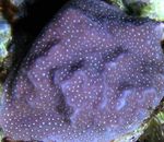 Bilde Akvarium Porites Korall, lilla