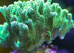Birdsnest Coral Foto y cuidado