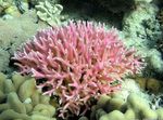 фотографија Акваријум Birdsnest Coral (Seriatopora), розе