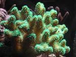 Photo Aquarium Finger Coral (Stylophora), green