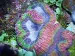 Photo Aquarium Symphyllia Coral, motley