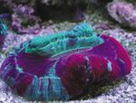 zdjęcie Akwarium Koral Mózg Otwarty (Trachyphyllia geoffroyi), pstrokacizna