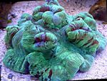 φωτογραφία ενυδρείο Εγκεφάλου Κοραλλιών Θόλο (Wellsophyllia), πράσινος