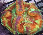 Photo Aquarium Brain Dome Coral (Wellsophyllia), motley