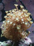 Alveopora Koralja