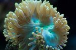 Eleganza Corallo, Il Corallo Meraviglia