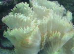 Photo Aquarium Elegance Coral, Wonder Coral (Catalaphyllia jardinei), white