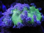 фотографија Акваријум Elegance Coral, Wonder Coral (Catalaphyllia jardinei), љубичаста