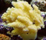 Photo Aquarium Colt Mushroom (Sea Fingers) (Alcyonium), yellow