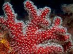 fotografie Akvárium Hřebeček Hub (Mořské Prsty) (Alcyonium), červená
