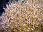 Photo Aquarium Waving-Hand Coral clavularia (Anthelia), brown