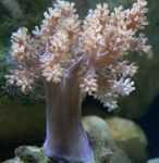 Treet Myke Koraller (Kenya Treet Koraller)