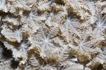 Stjerners Polypp, Tube Coral
