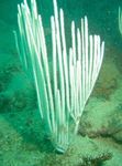 fotografie Akvárium Gorgonian Mäkké Koraly morské fanúšikovia (Ctenocella), biela