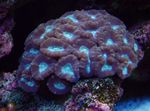 Foto Aquarium Fackel Koralle (Candycane Korallen, Korallen Trompete) (Caulastrea), lila
