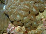 fotografie Acvariu Lanternă Coral (Candycane Coral, Trompeta Coral) (Caulastrea), maro