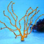 Finger Gorgonia (Finger Sea Fan)