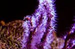 Finger Gorgonia (თითის ზღვის Fan) სურათი და ზრუნვა