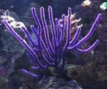 Nuotrauka Akvariumas Jūra Ventiliatorius jūros gerbėjai (Euplexaura), violetinė