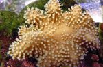 Photo Aquarium Finger Leather Coral (Devil's Hand Coral) (Lobophytum), brown
