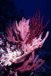 Foto Aquarium Menella gorgonien, pink