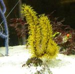 Photo Aquarium Menella sea fans, yellow