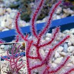 Fil Akvarium Menella havet fläktar, röd
