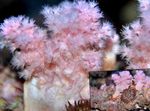 Blomst Treet Korall (Brokkoli Koraller)
